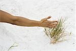 Man touching dune grass, cropped view of arm