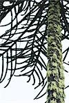 Tillandsia usneoides poussant sur le tronc d'arbre