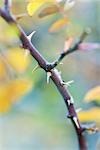 Thorny branch, close-up