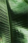 Dew drops on palm leaf, extreme close-up