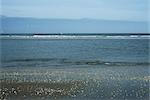 Beach with scattered seashells, gulls in background