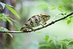 Chameleon resting on branch, side view