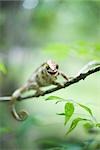 Chameleon reposant sur la branche, en regardant la caméra
