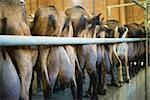 Goats lined up in barn, rear view