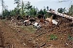 Forêt coupée à blanc