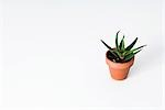 Aloe vera plante en pot, vue grand angle