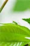 Katydid on green leaf, close-up