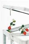 Fake strawberries emerging from glass box