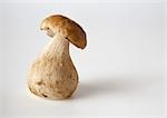 Fresh cep mushroom, close-up