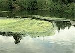Scum on pond surface