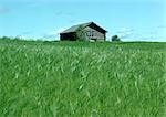 Finland, log cabin in field of green grass