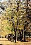 Schweden, Bäume mit Herbstlaub