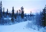 Sweden, snowy path through woods, twilight