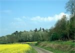 Road through field with field of rapeseed and trees.