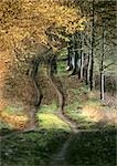 Sentier à travers bois en automne.