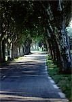 Road through alley of trees