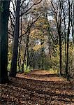 Sentier à travers bois en automne.
