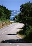 Curvy road through low trees