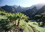 Sunlit palm trees in mountainous landscape, Reunion (French Island in Indian Ocean)