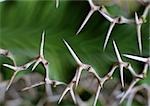 Thorns, extreme close-up