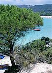 Pine trees overlooking sea, Corsica, France