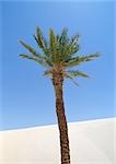 Tunisia, Sahara, palm tree with sand dune and blue sky in background