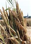 France, Picardy, wheat, close-up, and church blurred in distance