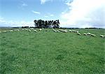 Nouvelle-Zélande, moutons paissant dans les champs