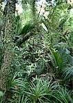 New Zealand, vegetation in Paparoa National Park