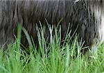 Dog's belly in grass, close-up