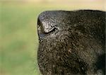 Black dog's nose side view, close-up