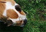 Bull dog's head in grass, high angle view.