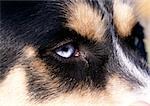 Dog's face with blue eyes, extreme close-up