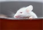 White mouse, holding on to edge of container