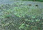Algen wachsen im Wasser im Reisfeld, China