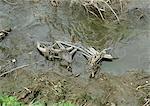Rusty bicycle abandoned in stream