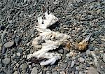 Remnants of a dead bird on rocks