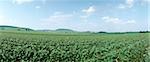 France, field, panoramic view