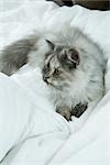 Longhaired cat lying on bed, full length