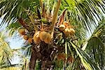 Palm Tree, Varadero, Cuba