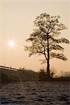 Arbre en hiver, Diepholz, Basse-Saxe, Allemagne