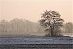 Champ et des arbres en hiver, Diepholz, Basse-Saxe, Allemagne