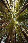 Redwood-Bäume im Wald, gehen führende nach Hamurana Springs, Rotorua, Nordinsel, Neuseeland