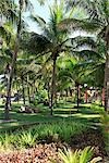 Palm Trees and Landscaping, Varadero, Mantanzas, Cuba