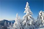 Snow Covered épicéas, Grosser Arber montagne, la forêt de Bohême, Bavière, Allemagne