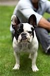 Portrait of French Bulldog