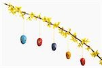 Easter Eggs Hanging on Blooming Forsythia Branch, Bavaria, Germany