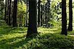 Forêt de hêtres au printemps, Spessart, Bavière, Allemagne