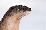 Eurasian Otter