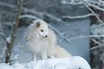 Polarfuchs